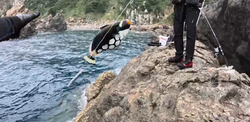 モンガラカワハギの釣果