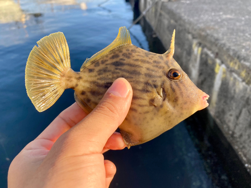 カワハギの釣果