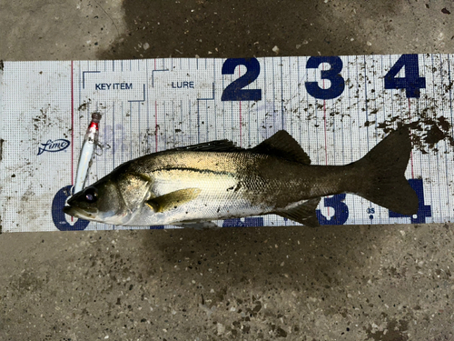 シーバスの釣果