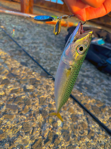 サバの釣果