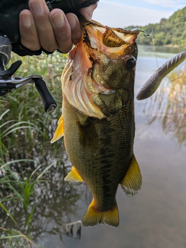 ラージマウスバスの釣果