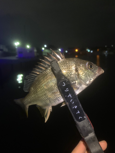 キビレの釣果