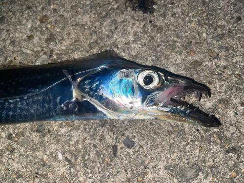 タチウオの釣果