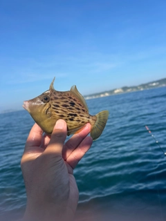 カワハギの釣果