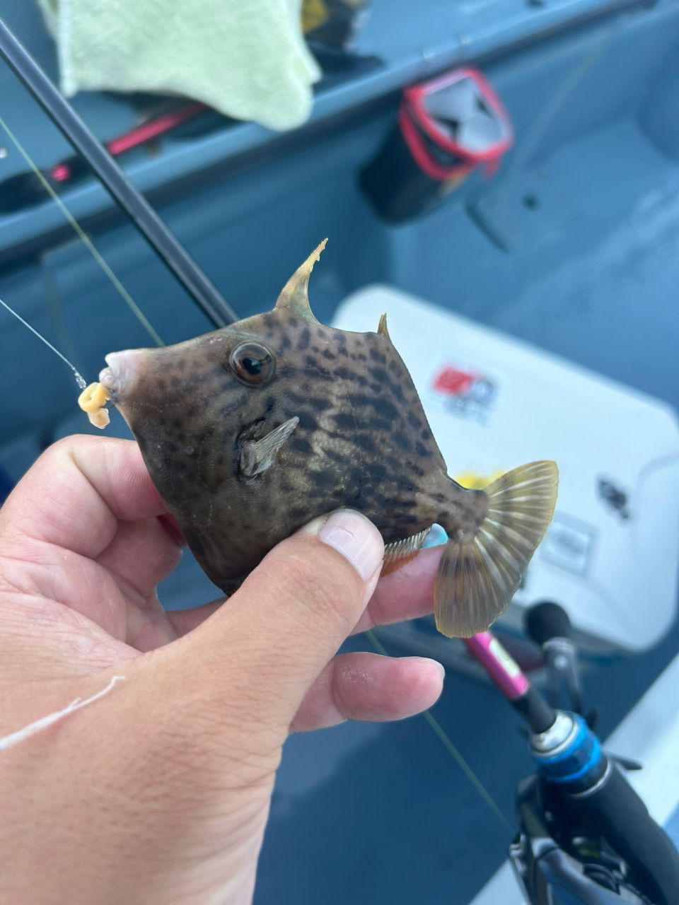 きンちゃンさんの釣果 2枚目の画像