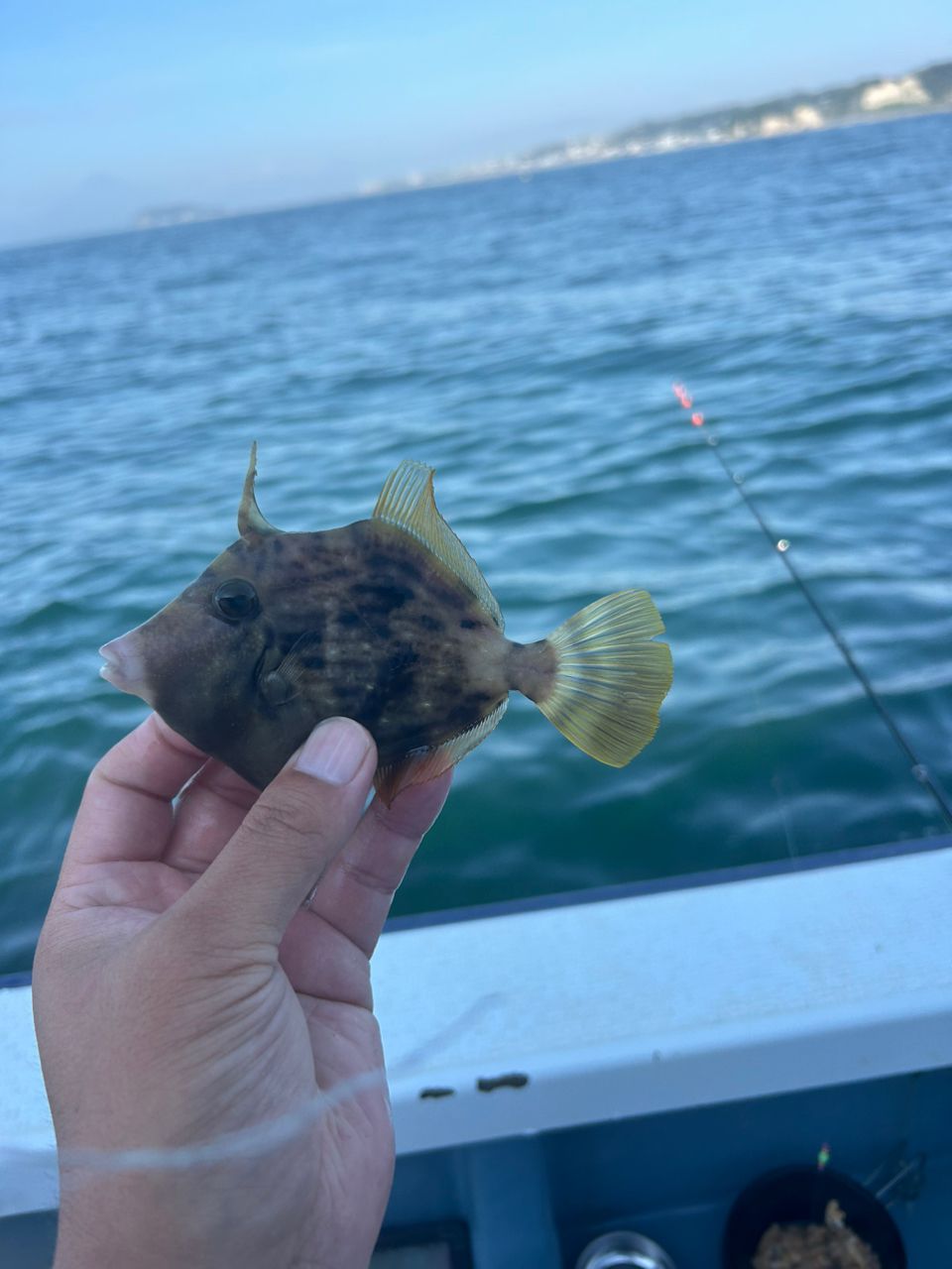 きンちゃンさんの釣果 3枚目の画像