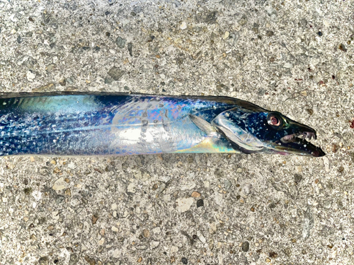 タチウオの釣果