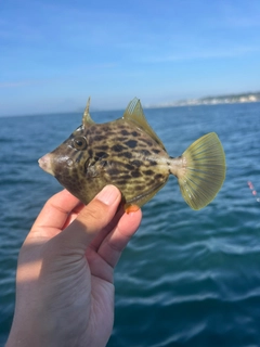 カワハギの釣果