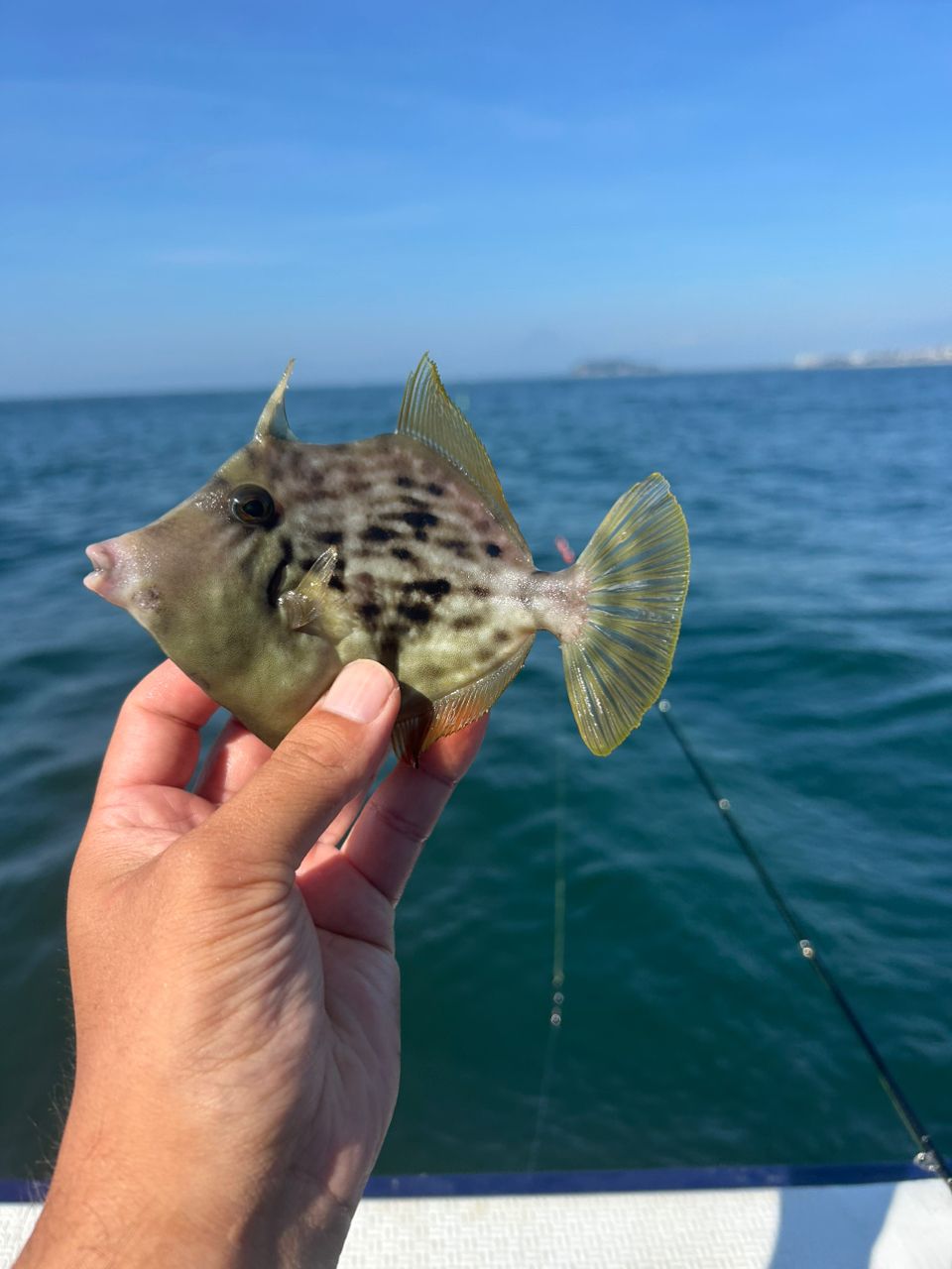 きンちゃンさんの釣果 3枚目の画像