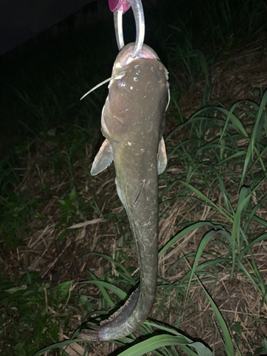 マナマズの釣果