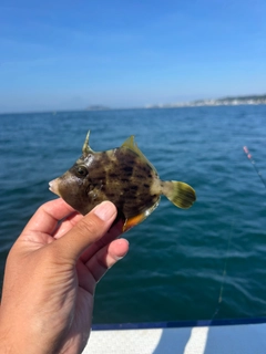 カワハギの釣果