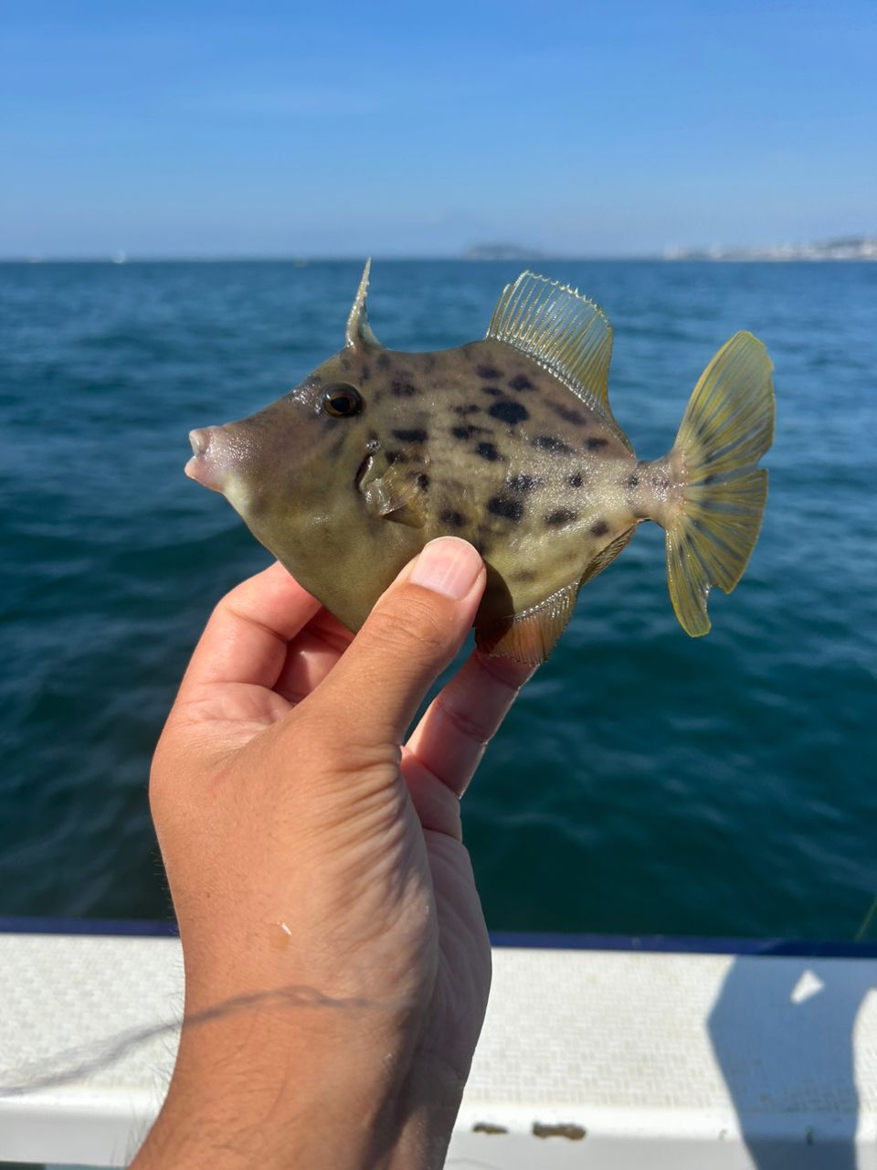 きンちゃンさんの釣果 2枚目の画像