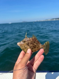 カワハギの釣果