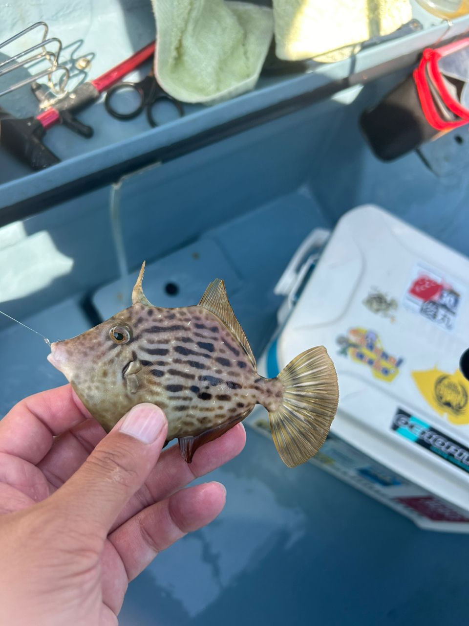 きンちゃンさんの釣果 2枚目の画像