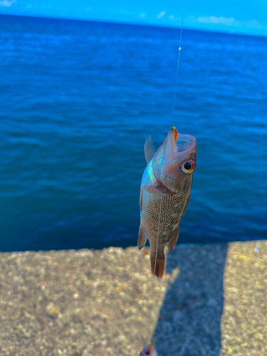 エゾメバルの釣果