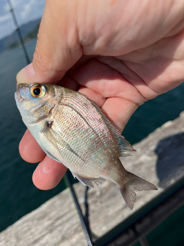 チャリコの釣果