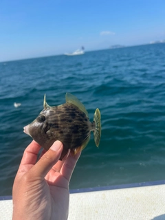 カワハギの釣果