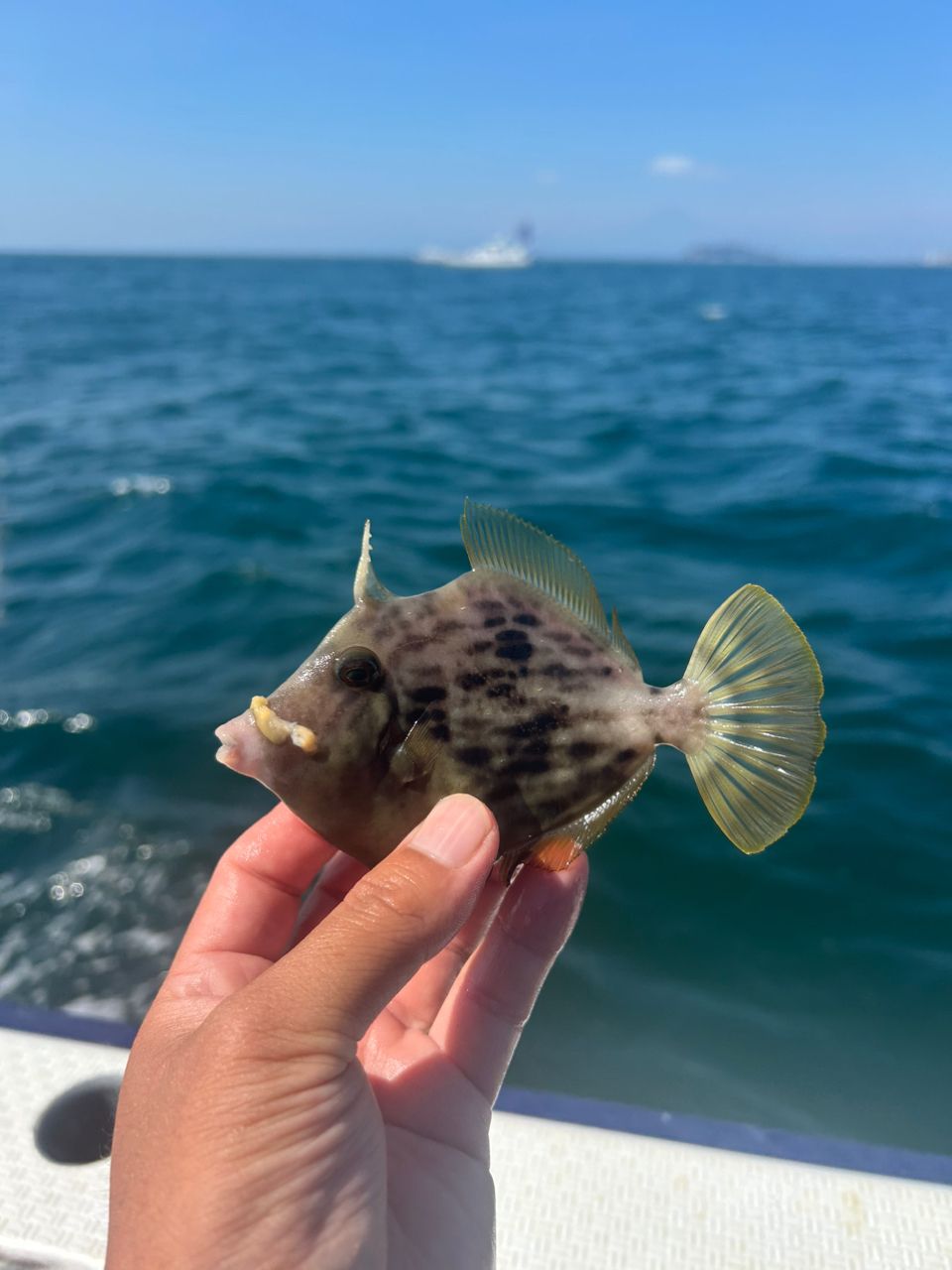 きンちゃンさんの釣果 2枚目の画像