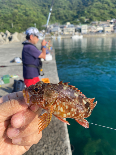 ガシラの釣果