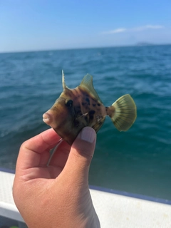 カワハギの釣果