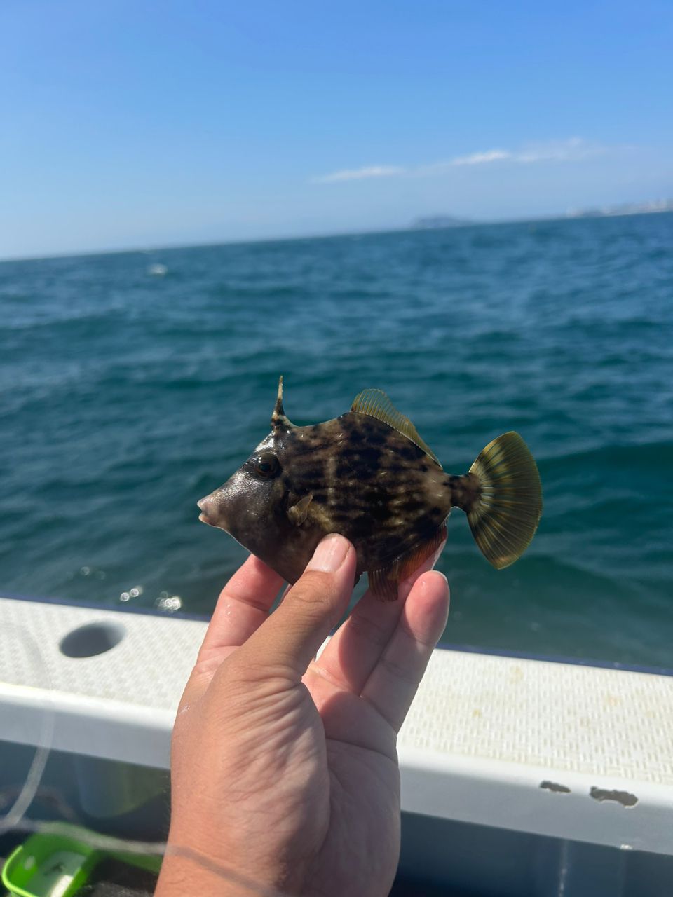 きンちゃンさんの釣果 2枚目の画像