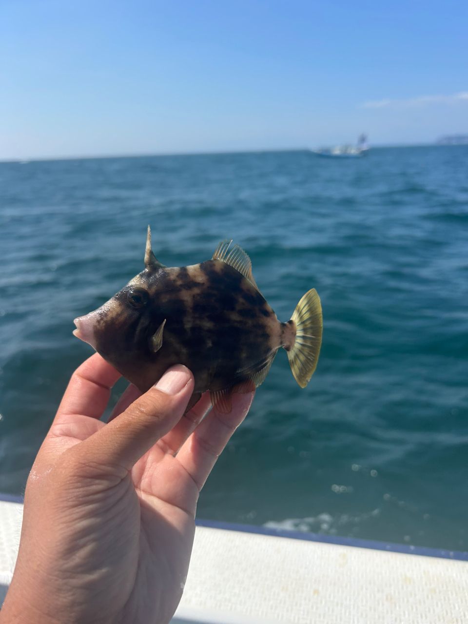 きンちゃンさんの釣果 3枚目の画像