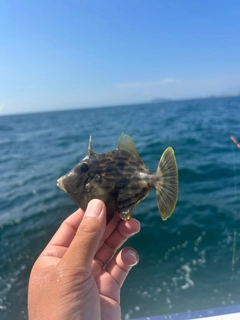 カワハギの釣果