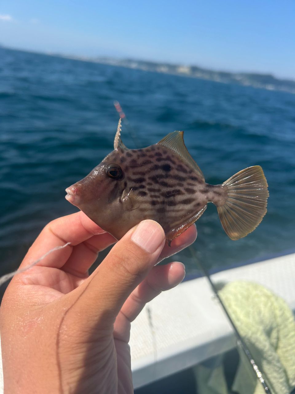 きンちゃンさんの釣果 2枚目の画像