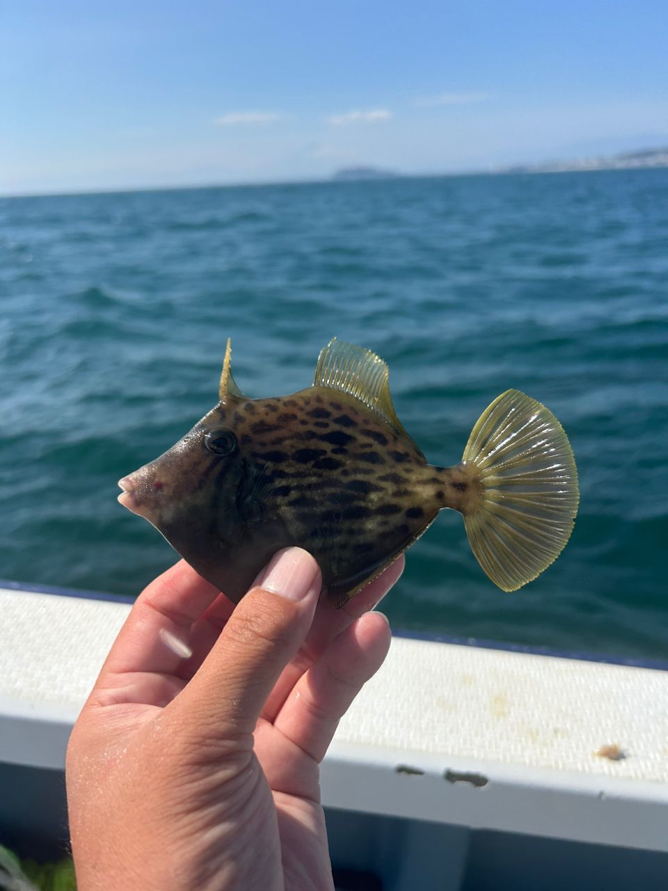 きンちゃンさんの釣果 3枚目の画像