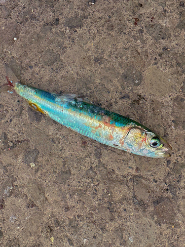 マイワシの釣果