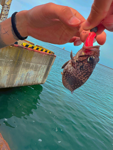 シマソイの釣果