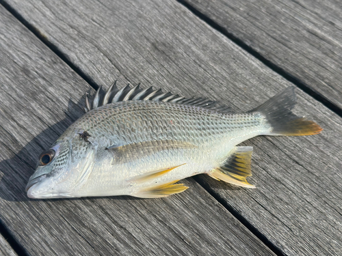 キビレの釣果