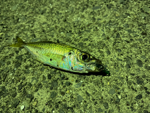 新居海釣公園