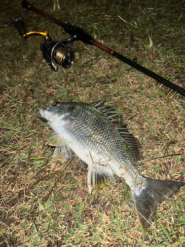 キチヌの釣果