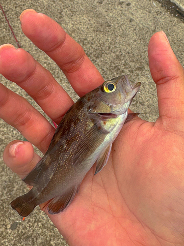 メバルの釣果