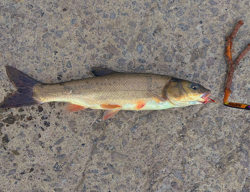 ウグイの釣果