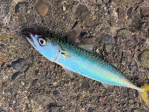 サバの釣果