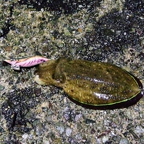 コウイカの釣果