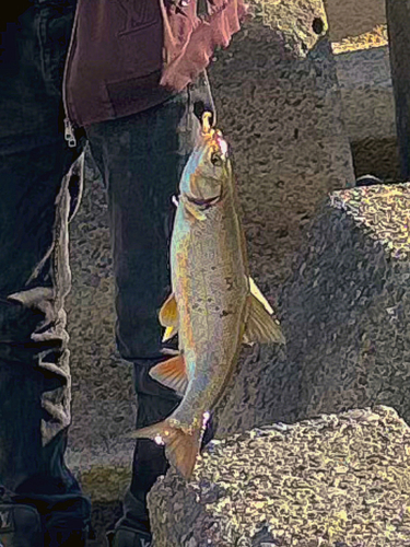 ウグイの釣果