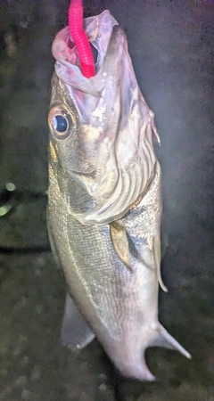 セイゴ（マルスズキ）の釣果