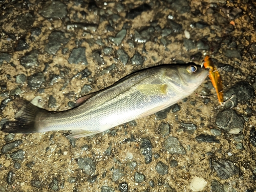 セイゴ（マルスズキ）の釣果