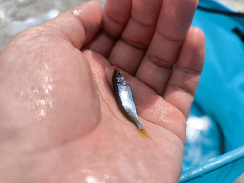 オイカワの釣果