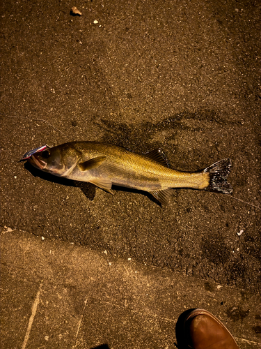 シーバスの釣果