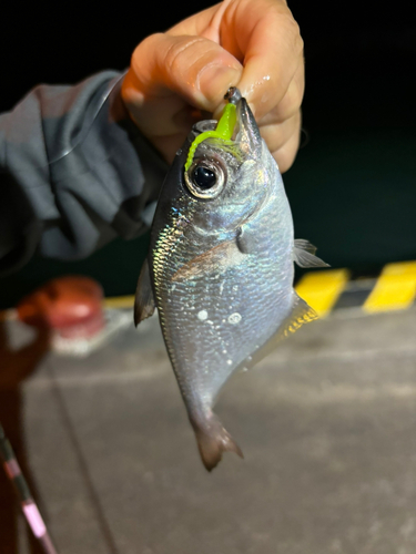 ハタンポの釣果