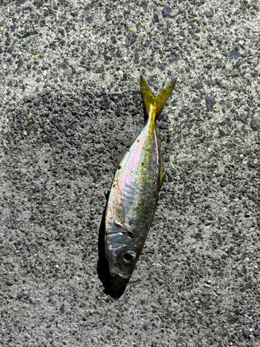 マアジの釣果