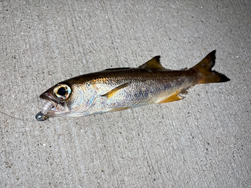 ムツの釣果