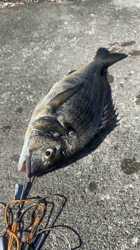 チヌの釣果