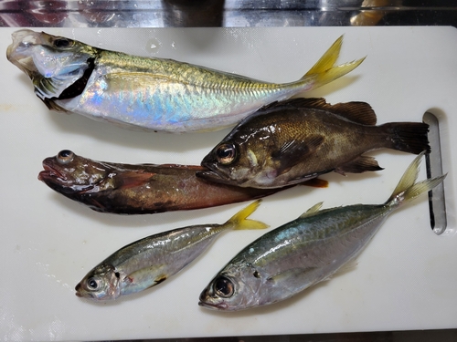 アジの釣果