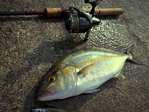 シオの釣果