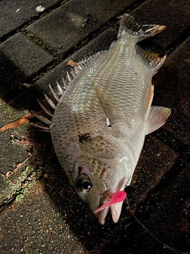 キビレの釣果